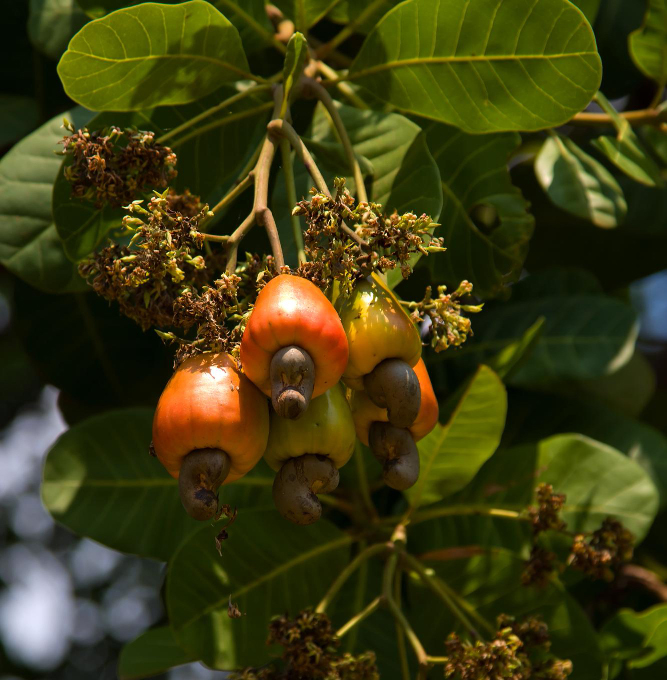Coques de noix de cajou